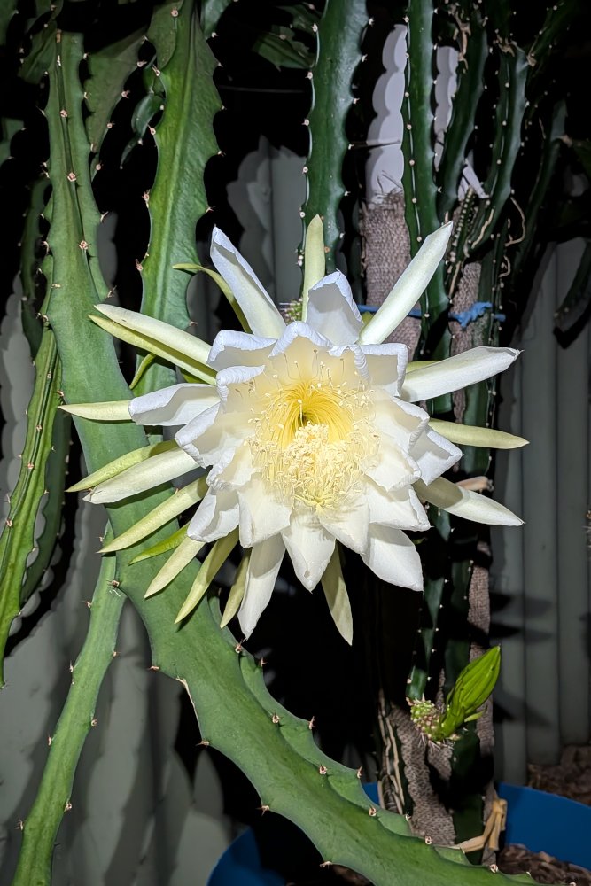 Night Flower